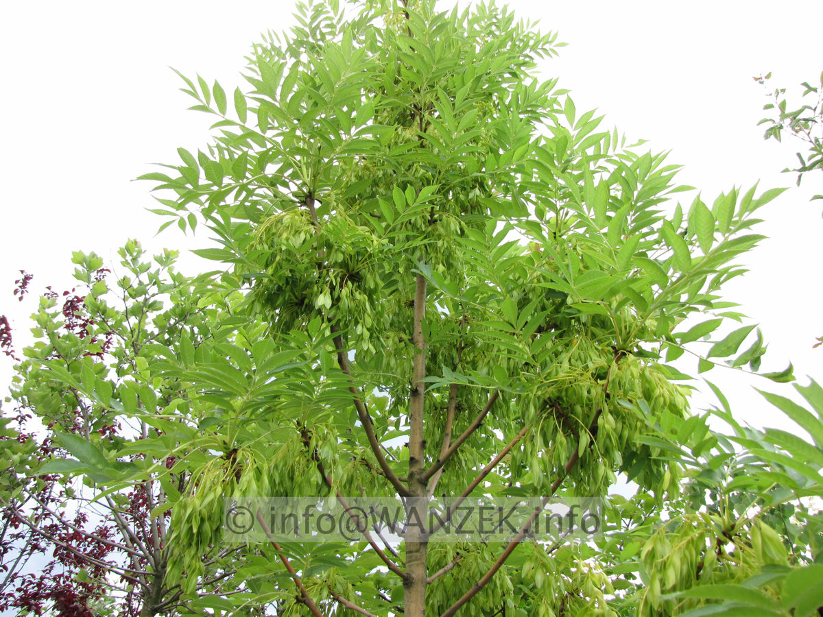 Fraxinus excelsior Jaspidea - Schoten nach Bluete2.JPG